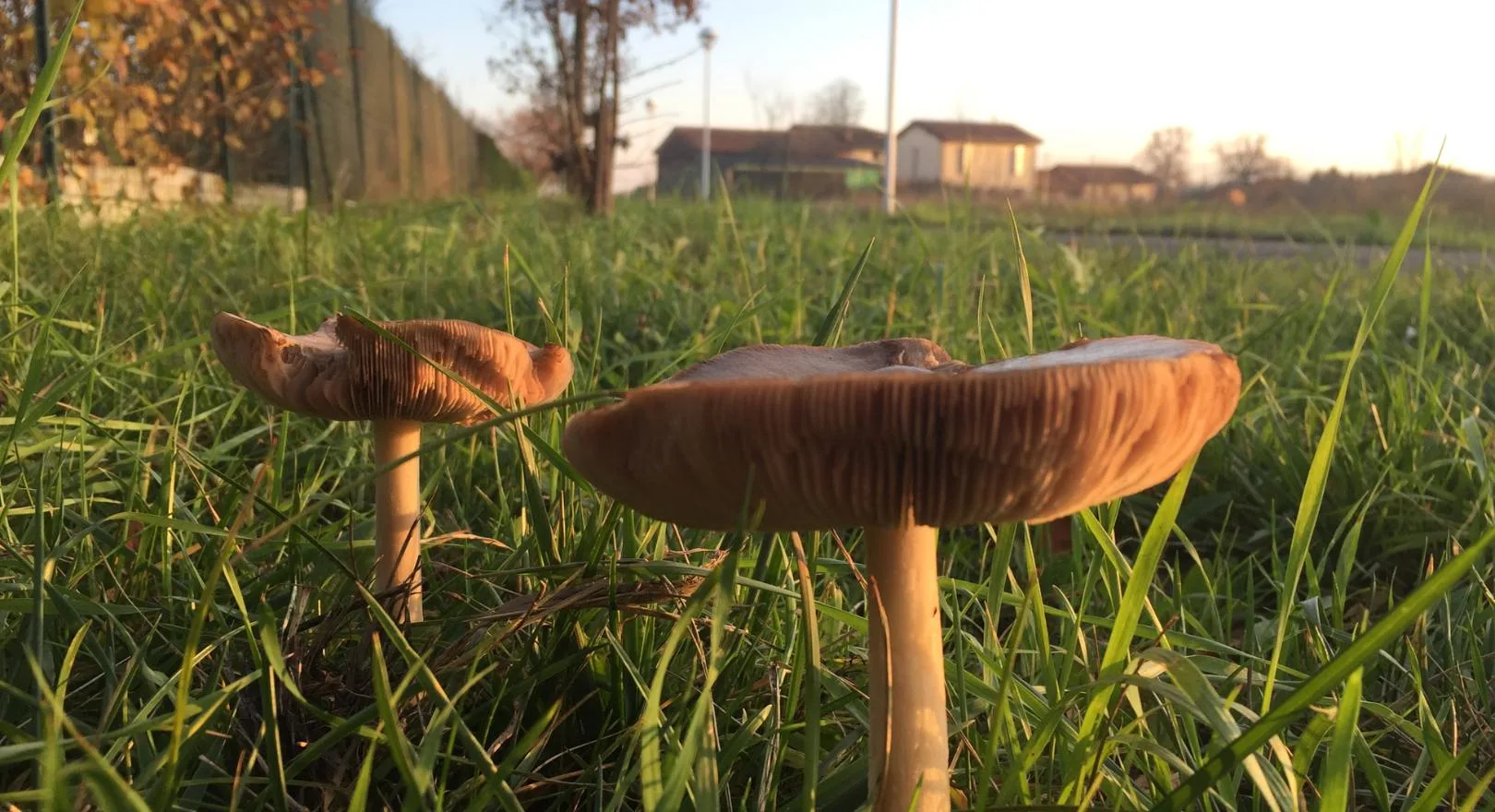 Domowe sposoby na grzyby na trawniku